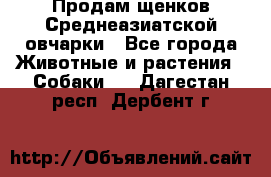 Продам щенков Среднеазиатской овчарки - Все города Животные и растения » Собаки   . Дагестан респ.,Дербент г.